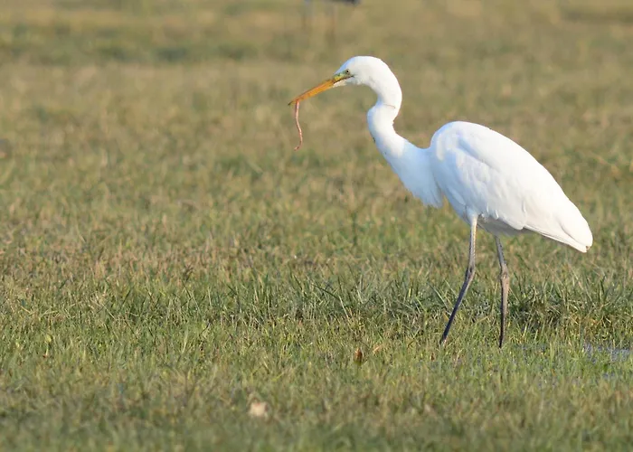 Mobil-home - Bairon - Bord De Le Chesne (Ardennes)